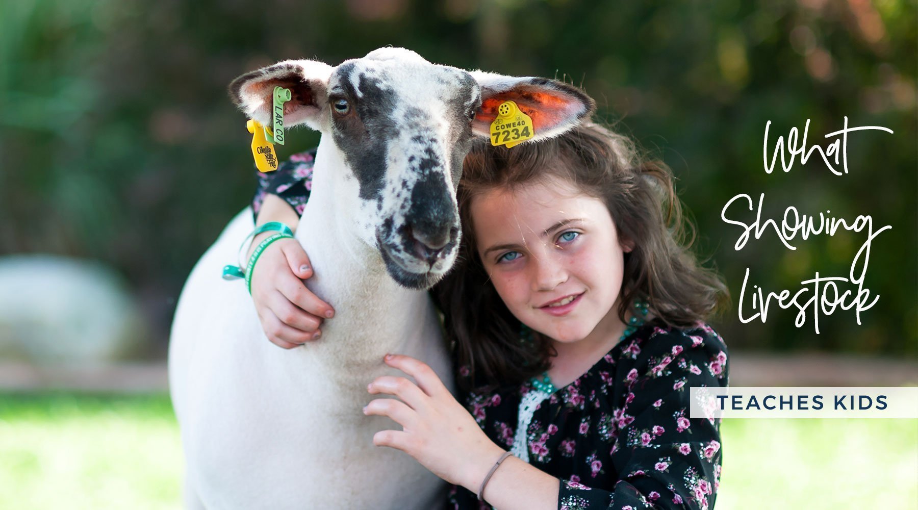 What Showing Livestock Teaches Kids? - Livestock & Co.